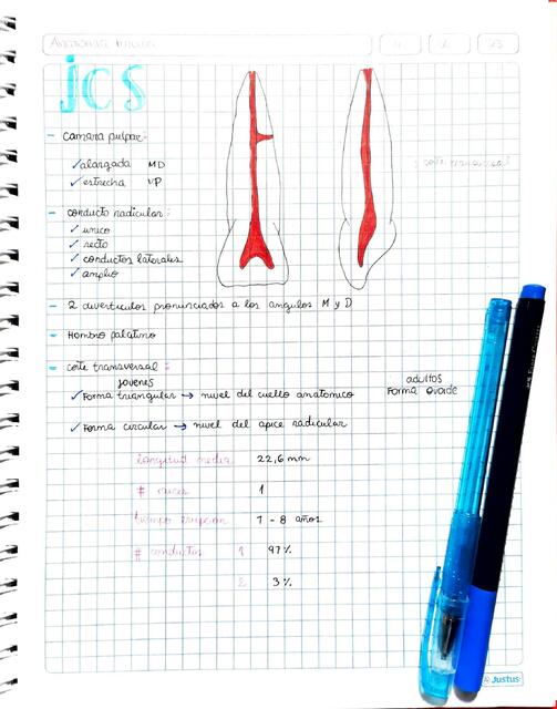 (UNFV) Anatomía Interna ICS