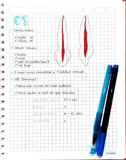 (UNFV) Anatomía Interna CS