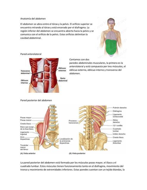 Anatomía del abdomen