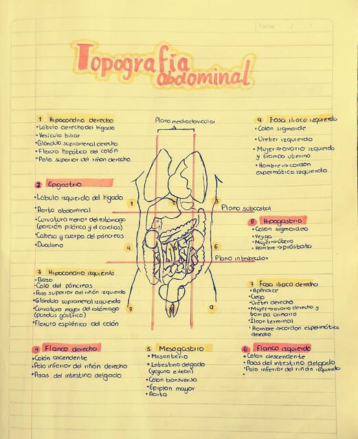 Topografía de abdomen