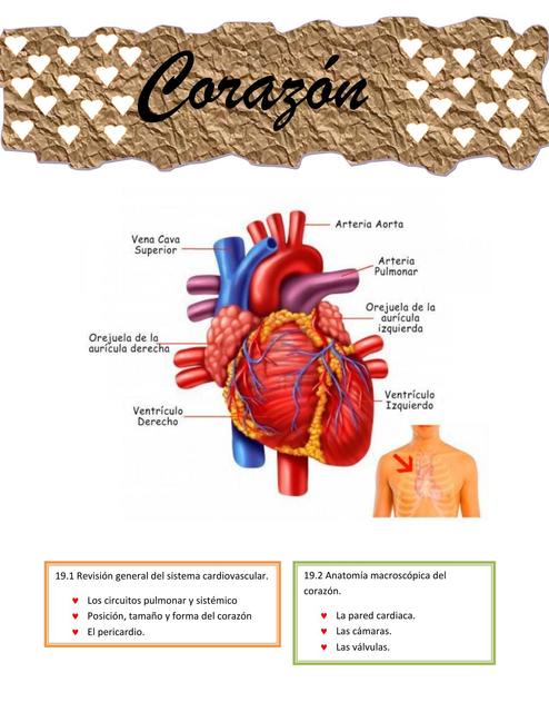 CORAZon