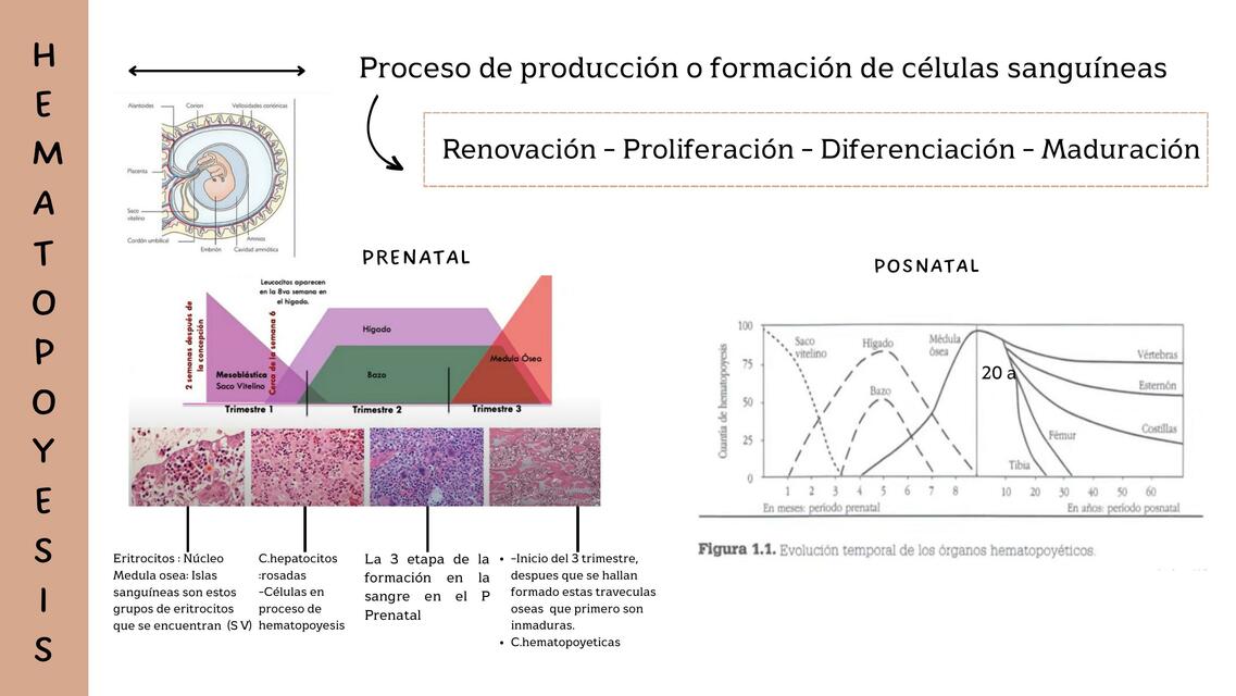 Hematopoyesis