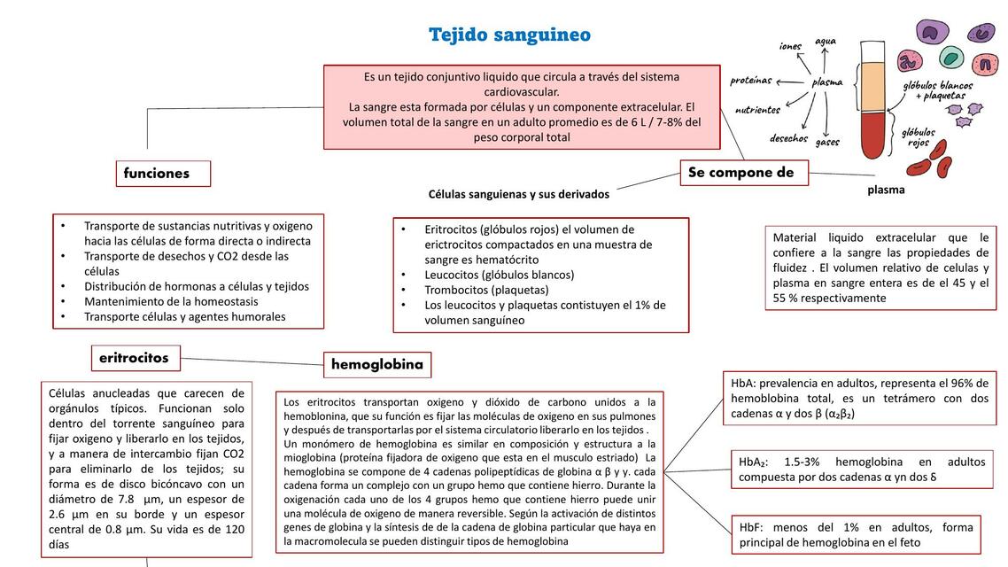 tejido sanguineo