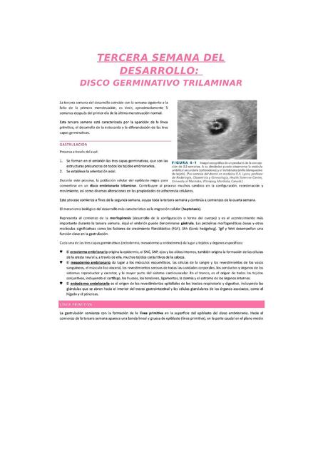 Disco germinativo trilaminar