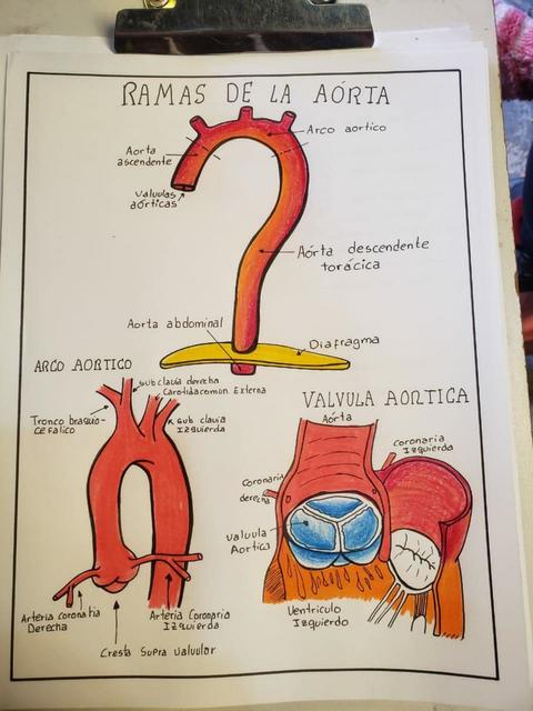 Ramas de la Aorta 