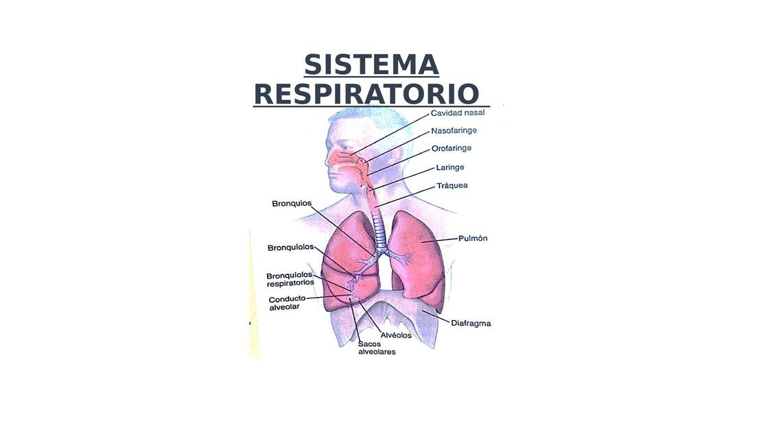 Sistema Respiratorio