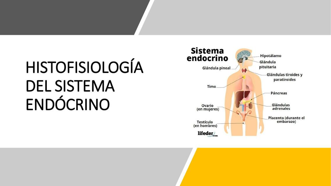 Histología sistema endocrino