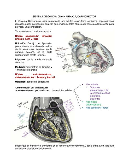 Sistema de conducción cardiaca 