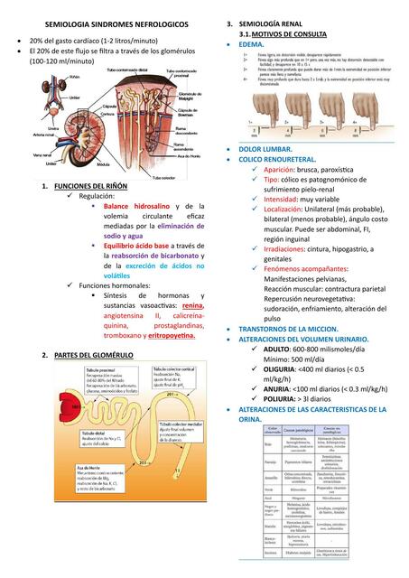 Semiología  Síndromes  Nefrológicos 