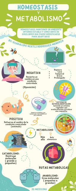 Homeostasis y metabolismo Mixtli RdzMdz