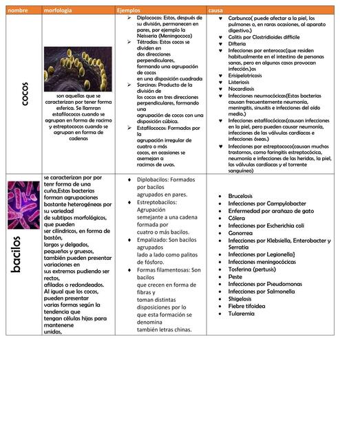 Bacteriología 