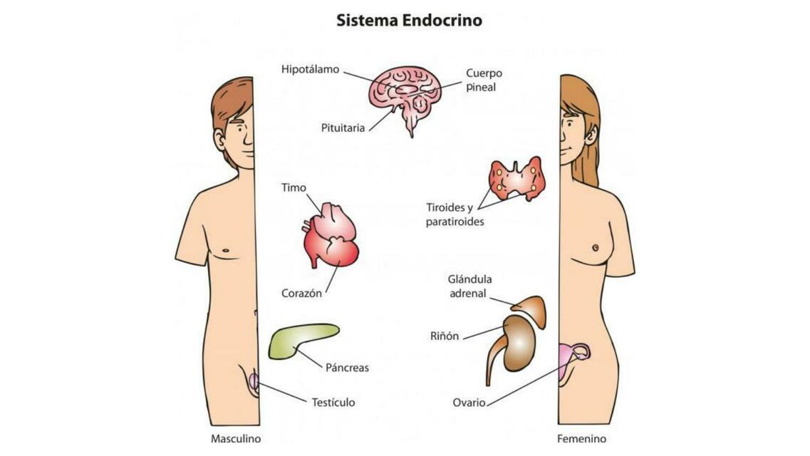 Sistema endocrino