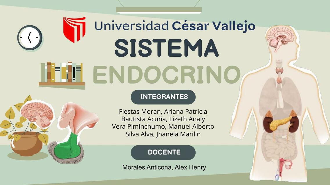 Sistema Endocrino 