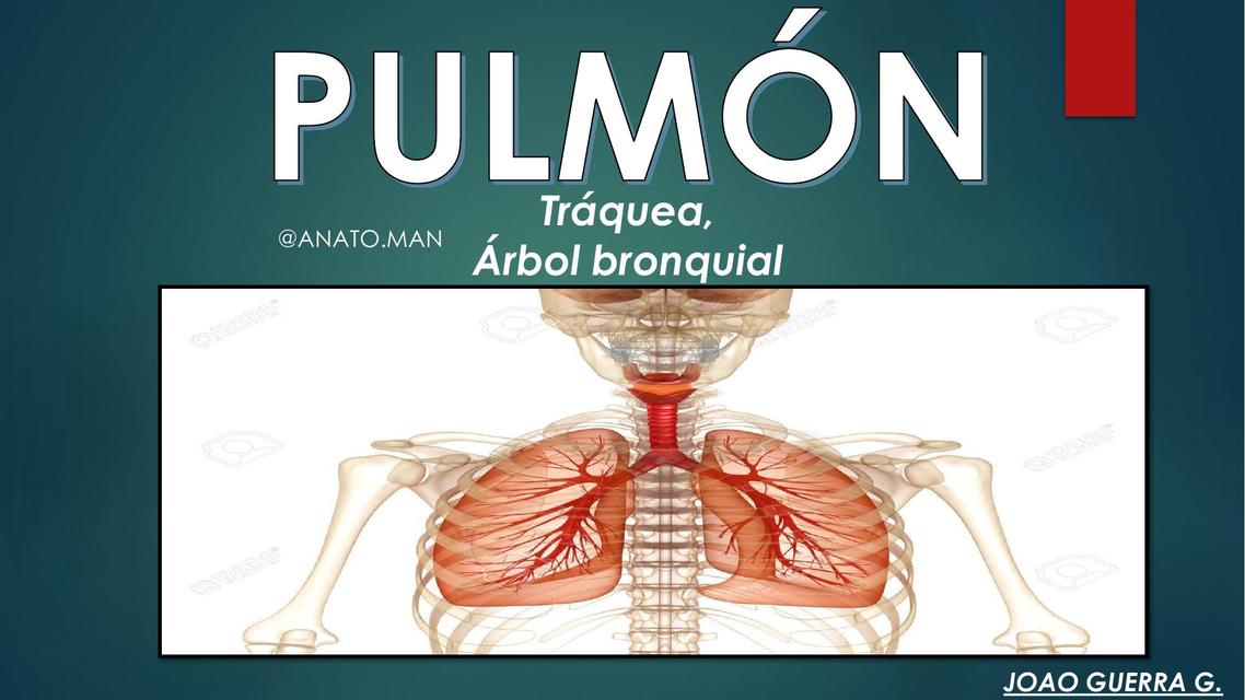 ANATOMÍA PULMONAR