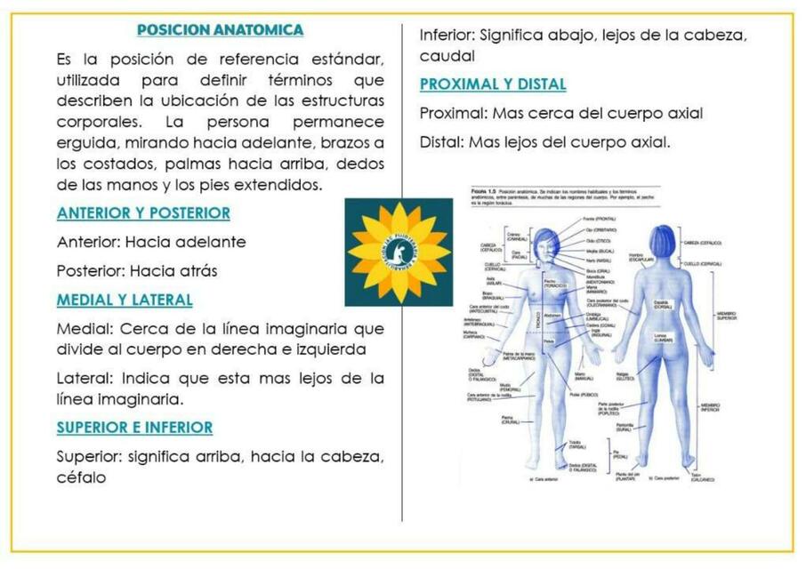 Posicion anatomica | Fisio JAC | uDocz