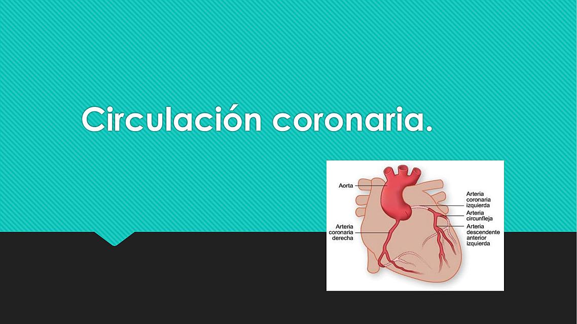 CIRCULACION CORONARIA - RESUMEN