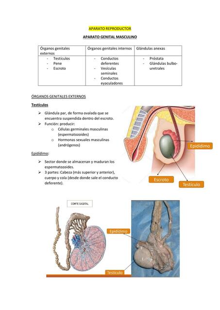 ANATOMIA merged 1