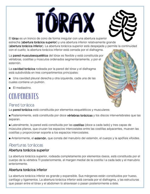 Torax 