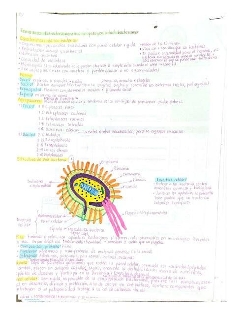 Estructura Genetica y Patogenia Bacteriana