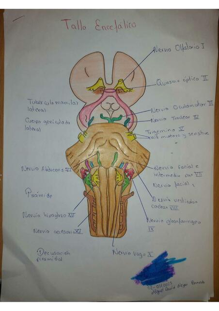 TRONCO ENCEFALICO