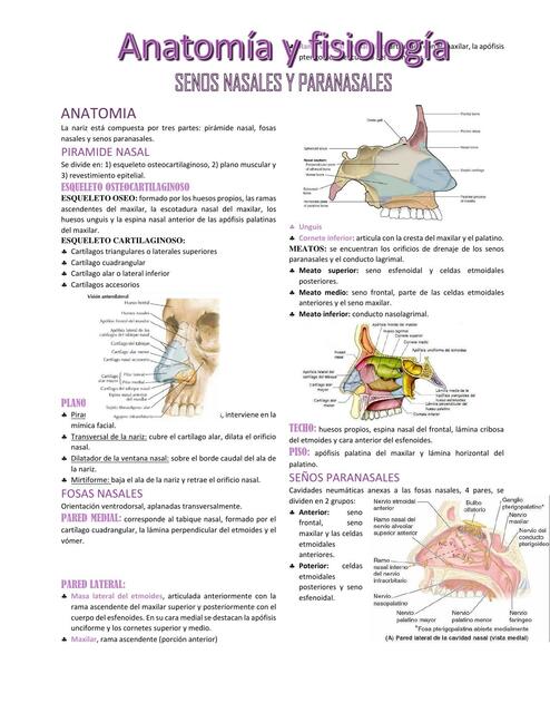 anatomía del seno etmoidal