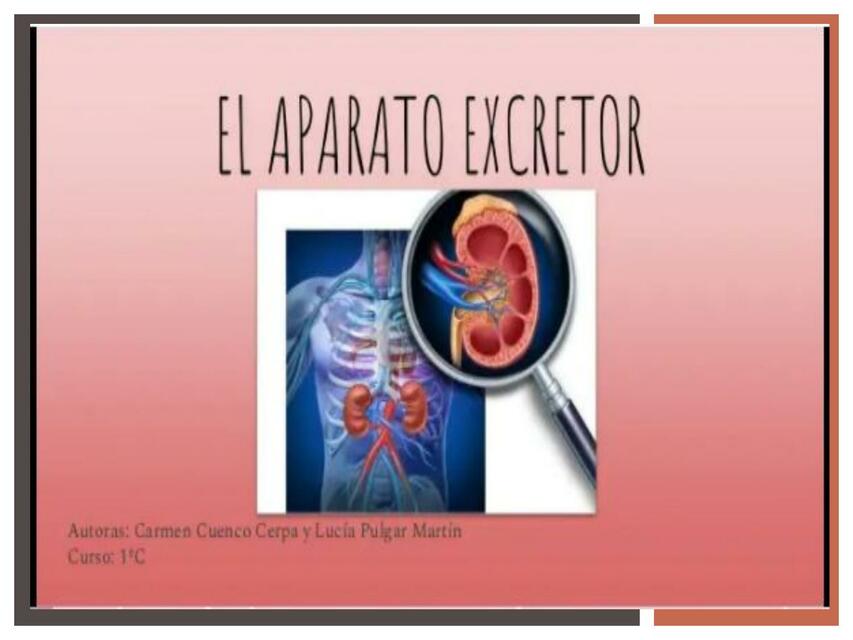 sistema excretor