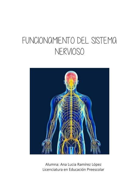 Funcionamiento del sistema nervioso 