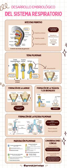 Desarrollo embriológico del Sistema Respiratorio 