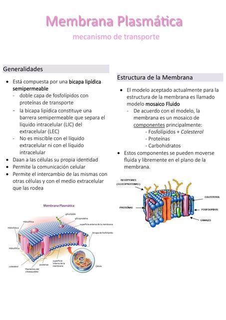 Membrana plasmática