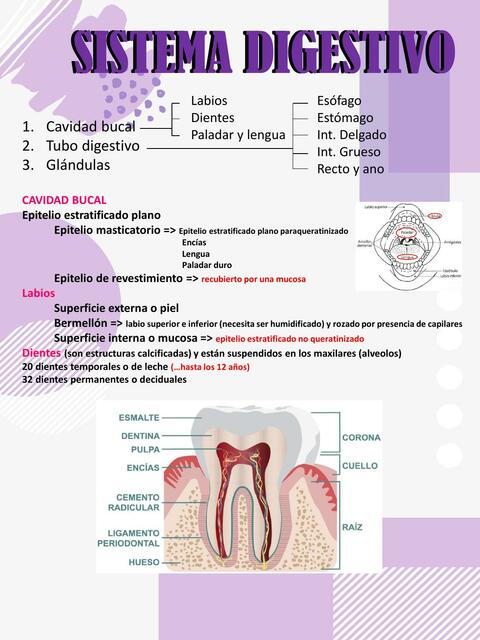 Aparato digestivo: cavidad bucal capítulo 16 Gartner