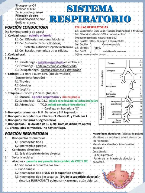 Sistema respiratorio capítulo 15 Gartner