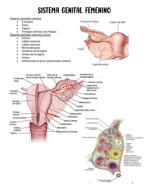 Aparato reproductor femenino capítulo 20 Gartner