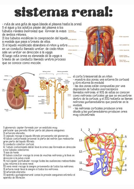 Sistema Renal