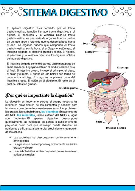 Sistema Digestivo 