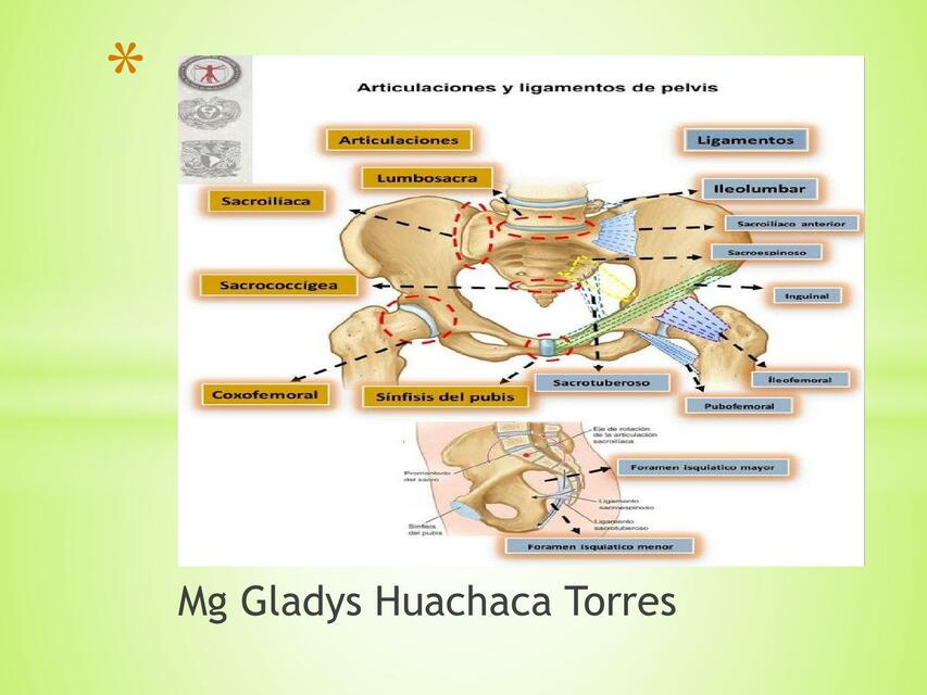 Ligamentos pélvicos