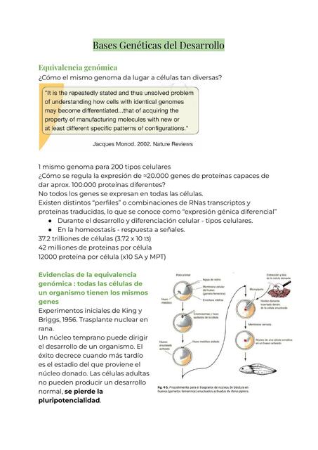 Bases Genéticas del Desarrollo