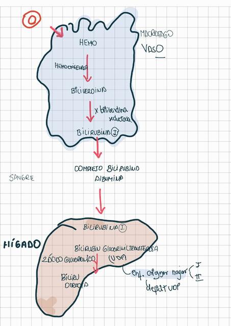 Degradacion del grupo HEMO