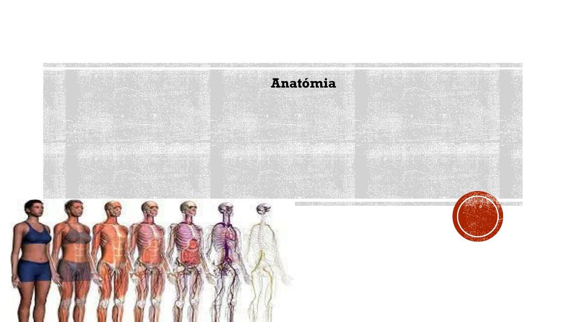 Anatomía 