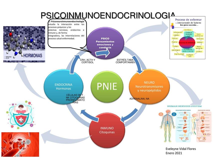 Psicoinmunoendocrinología mapa mental