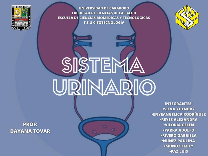 Sistema urinario