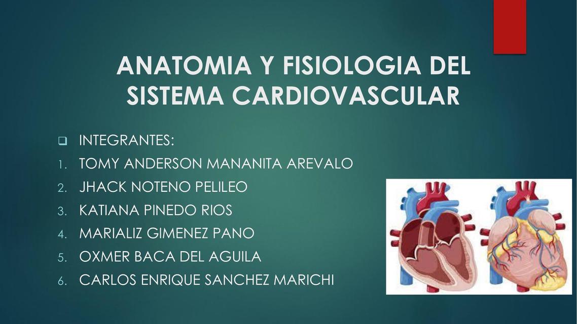 Anatomía y fisiología del sistema cardiovascular  