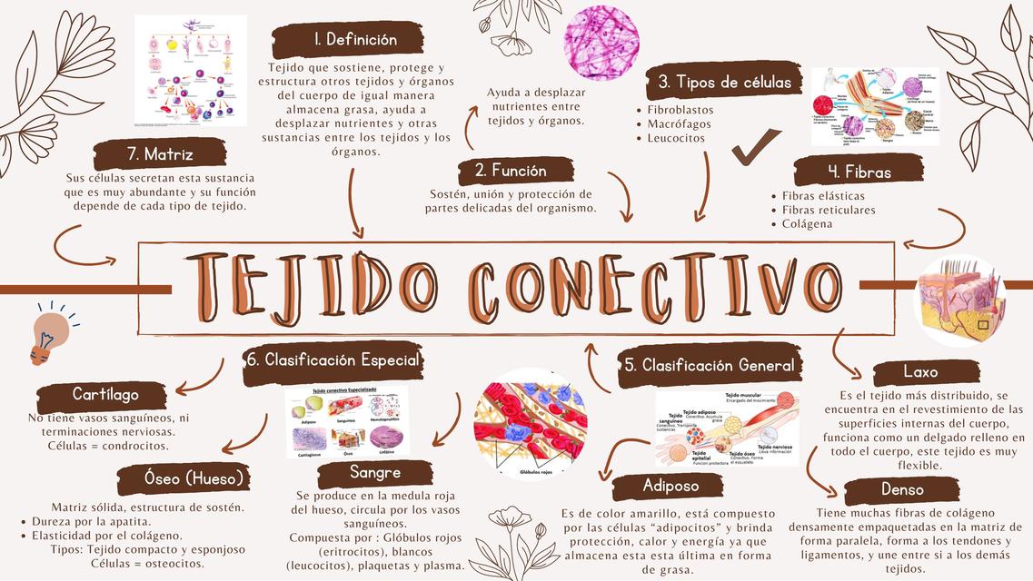 Tejido Conectivo 