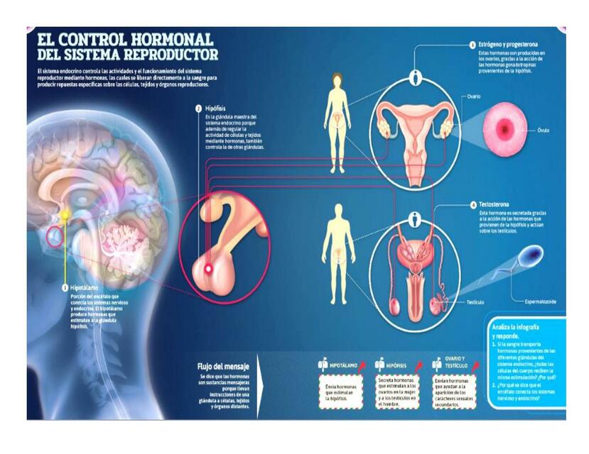 El Control Hormonal del Sistema Reproductor 