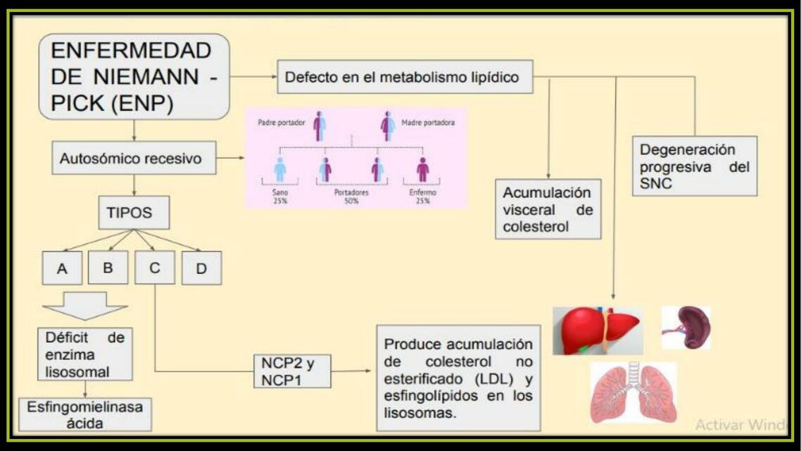 Enfermedad de Niemann pick