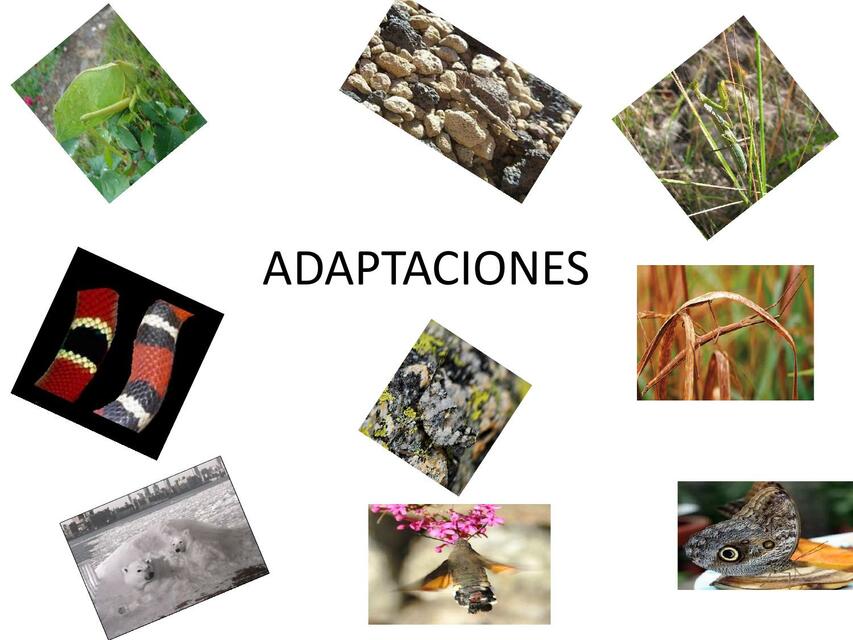 Adaptaciones 