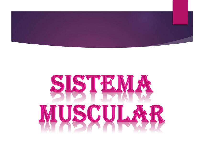 Sistema muscular 