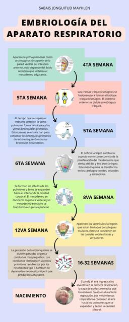 Embriología del aparato respiratorio