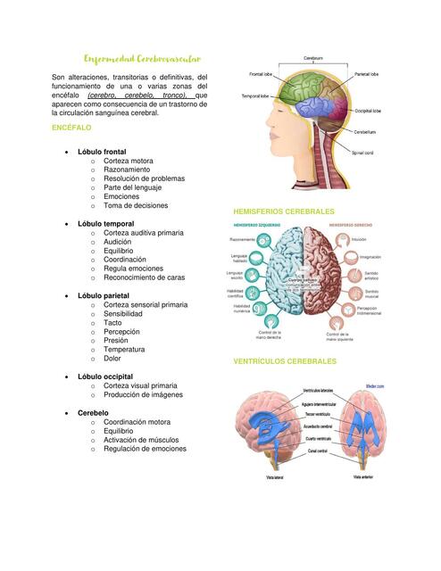 Enfermedad cerebrovascular 