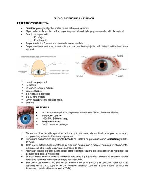 El ojo: estructura y función 