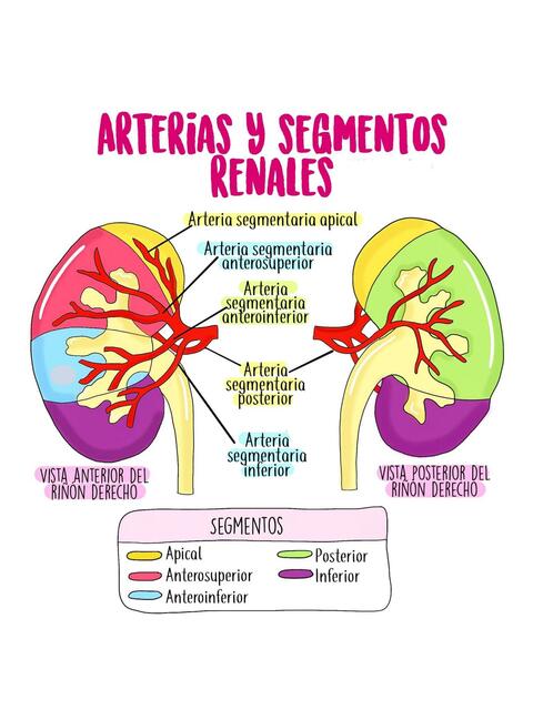 Arterias y Segmentos Renales | Enfermero Isaias Rivas | uDocz